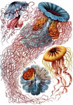 Haeckel Discomedusae 8.jpg